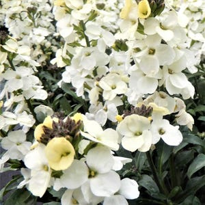 25 Wallflower &#39;Ivory White&#39; Seeds---Flower seeds--Plant seeds--Gardening--Seeds--Gift