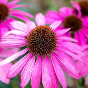 30 Echinacea Purpurea Seeds---Flower seeds--Plant seeds--Gardening--Seeds--Gift
