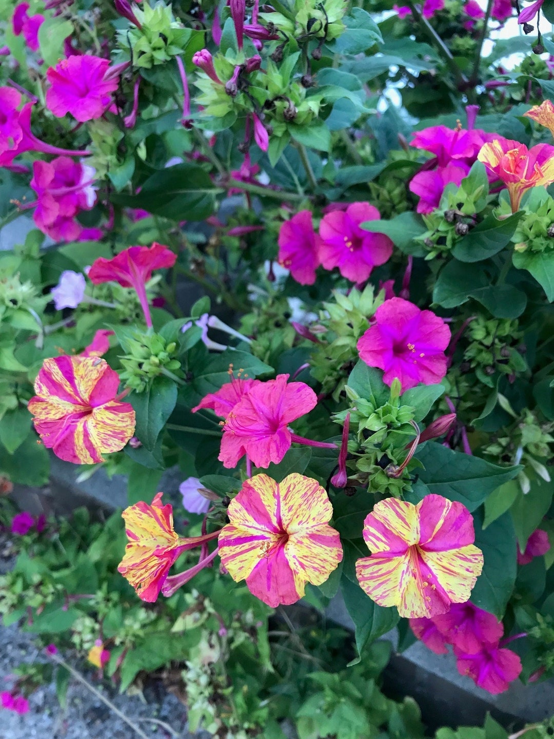 15 Mixed Four Oclock Flower Seedsflower Seed Etsy UK