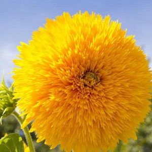 25 SONNENBLUME &#39;TEDDYBÄR&#39; Samen---Blumensamen--Pflanzensamen--Gartenarbeit--Samen--Geschenk