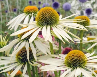 20 semi di Echinacea 'White Swan' --- Semi di fiori --- Semi di piante --- Giardinaggio --- Semi --- Regalo