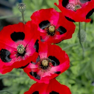 40 semi di papavero 'Ladybird' carini ---Semi di fiori ---Semi di piante ---Giardinaggio ---Semi ---Regalo
