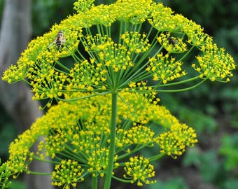 40 Organic Dill 'Mammoth' seeds---Herb seeds--Plant seeds--Gardening--Seeds--Gift