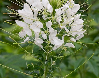 30 semillas de Cleome 'White queen'---Semillas de flores--Semillas de plantas--Jardinería--Semillas--Regalo