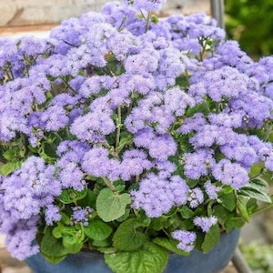 30 Ageratum Mexicanum Seeds---Flower seeds--Plant seeds--Gardening--Seeds--Gift