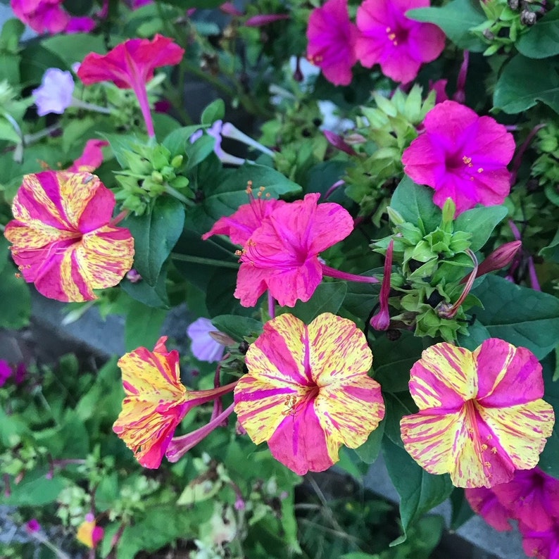 15 Mixed Four Oclock Flower Seedsflower Seed Etsy UK