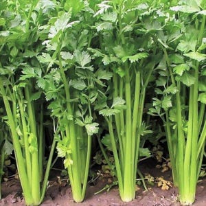 Puede incluir: Primer plano de tallos de apio fresco con hojas de color verde brillante. El apio se muestra creciendo en el suelo, con los tallos en posición vertical. La imagen destaca la textura crujiente y el color natural del vegetal.