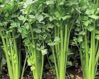 40 semillas de apio chino (apio de hoja)---Semillas de hierbas--Semillas de plantas--Jardinería--Semillas--Regalo