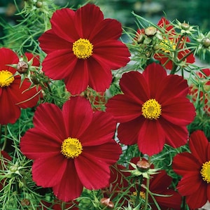Könnte beinhalten: Nahaufnahme von roten Kosmeen mit gelben Zentren. Die Blüten sind in voller Blüte und haben ein zartes, gekräuseltes Aussehen.