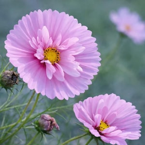Può includere: Primo piano di due fiori di cosmo rosa con centri gialli. I petali sono di una tonalità rosa tenue e i fiori sono in piena fioritura. Lo sfondo è verde sfocato, creando una scena naturale e serena. I fiori sono un bellissimo esempio dell'arte della natura.