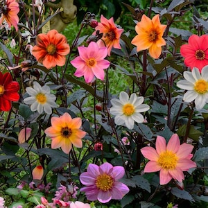 Puede incluir: Una vibrante exhibición de dalias en plena floración, mostrando una variedad de colores que incluyen rojo, naranja, rosa, blanco y morado. Las flores tienen centros amarillos y están dispuestas sobre un follaje verde oscuro. Un hermoso arreglo floral.