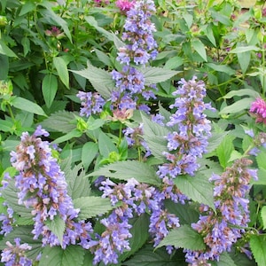 35 Katzenminze 'Six Hills Giant' Samen (NEPETA PARNASSICA) - Blumensamen - Pflanzensamen - Kräutersamen