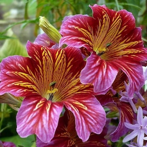 40 Salpiglossis Sinuata Superbissima Mixed Samen --- Blumensamen --- Pflanzensamen --- Gartenarbeit --- Samen --- Geschenk