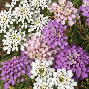 25 Iberis Umbellata Candyshop Mixed Seeds---Flower seeds--Plant seeds--Gardening--Seeds--Gift
