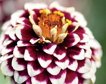 30 semillas de Zinnia 'Jazzy Red'---Semillas de flores--Semillas de plantas--Jardinería--Semillas--Regalo