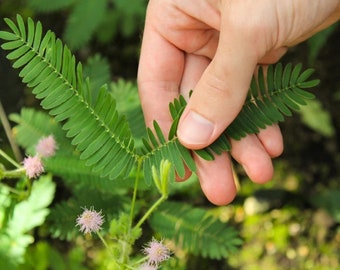 30 nasion roślin wrażliwych — Mimosa pudica — Nasiona kwiatów — Nasiona roślin — Ogrodnictwo — Nasiona — Prezent
