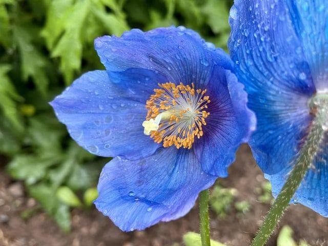 希少なヒマラヤブルーポピーシード25粒---花の種--植物の種
