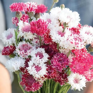 20 Centaurea Cyanus &#39;Classic Romantic&#39; Seeds---Flower seeds--Plant seeds--Gardening--Seeds--Gift