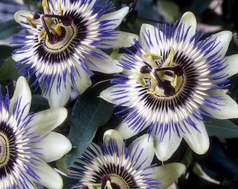 15 Samen der Passionsblume--Passiflora edulis--Blumensamen--Pflanzensamen--Gartenarbeit--Samen--Geschenk