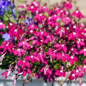 50 Lobelia erinus &#39;Rosamound&#39; Seeds---Flower seeds--Plant seeds--Gardening--Seeds--Gift