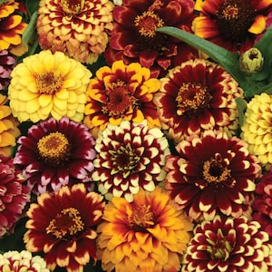 30 Zinnia 'Jazzy Mixed' Samen --- Blumensamen--Pflanzensamen--Gartenarbeit--Samen--Geschenk