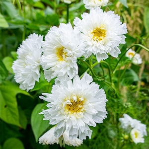 25 COSMOS &#39;Double Dutch White&#39; Seeds---Flower seeds--Plant seeds--Gardening--Seeds--Gift