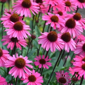 30 Echinacea &#39;Deep Rose Pink&#39; Samen---Blumensamen--Pflanzensamen--Gartenarbeit--Samen--Geschenk