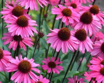20 semillas de Equinácea 'Rosa intenso'---Semillas de flores--Semillas de plantas--Jardinería--Semillas--Regalo
