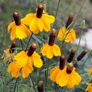 30 Ratibida Columnifera Samen --- Blumensamen --- Pflanzensamen --- Gartenarbeit --- Samen --- Geschenk