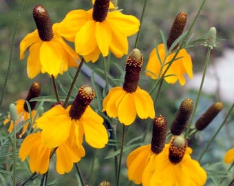 30 semillas de Ratibida Columnifera---Semillas de flores--Semillas de plantas--Jardinería--Semillas--Regalo