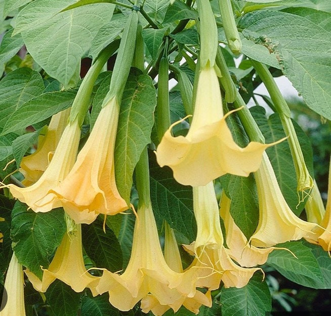 5 BRUGMANSIA SUAVEOLENS YELLOW Trumpet_seeds for Sale flower Seed Etsy UK