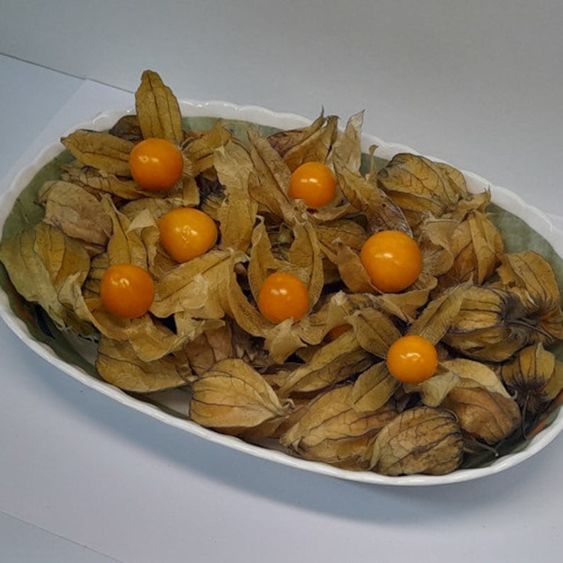 30 CAPE GOOSEBERRY Seeds Etsy UK
