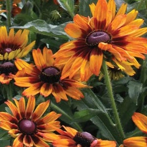 15 Semillas de RUDBECKIA HIRTA CAPPUCCINO---Semillas de flores--Semillas de plantas--Jardinería--Semillas--Regalo