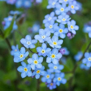 40 Vergissmeinnicht &#39;Blue Ball&#39; Samen---Blumensamen--Pflanzensamen--Gartenarbeit--Samen--Geschenk