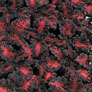 20 Coleus &#39;Black Dragon&#39; Seeds---Flower seeds--Plant seeds--Gardening--Seeds--Gift