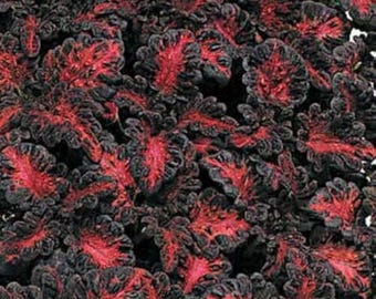 15 semillas de Coleus 'Black Dragon' --- Semillas de flores --- Semillas de plantas --- Jardinería --- Semillas --- Regalo