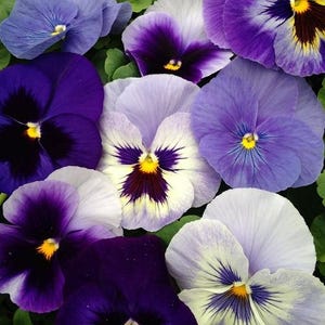 35 best Viola blended mix seeds---Flower seeds--Plant seeds--Gardening--Seeds--Gift