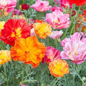 20 California Poppy &#39;Jelly Beans&#39; Seeds---Flower seeds--Plant seeds--Gardening--Seeds--Gift