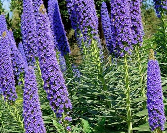 20 semillas de ECHIUM x FASTUOSUM Torre Azul--Torre de Joyas---Semillas de flores--Semillas de plantas--Jardinería--Semillas--Regalo