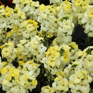25 Wallflower &#39;Primrose Bedder&#39; Seeds---Flower seeds--Plant seeds--Gardening--Seeds--Gift