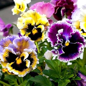 30 rare Pansy &#39;Rococo&#39; Mixed seeds---Flower seeds--Plant seeds--Gardening--Seeds--Gift