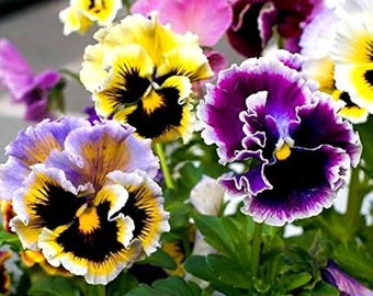 30 raras semillas mixtas de pensamiento 'Rococó'---Semillas de flores--Semillas de plantas--Jardinería--Semillas--Regalo