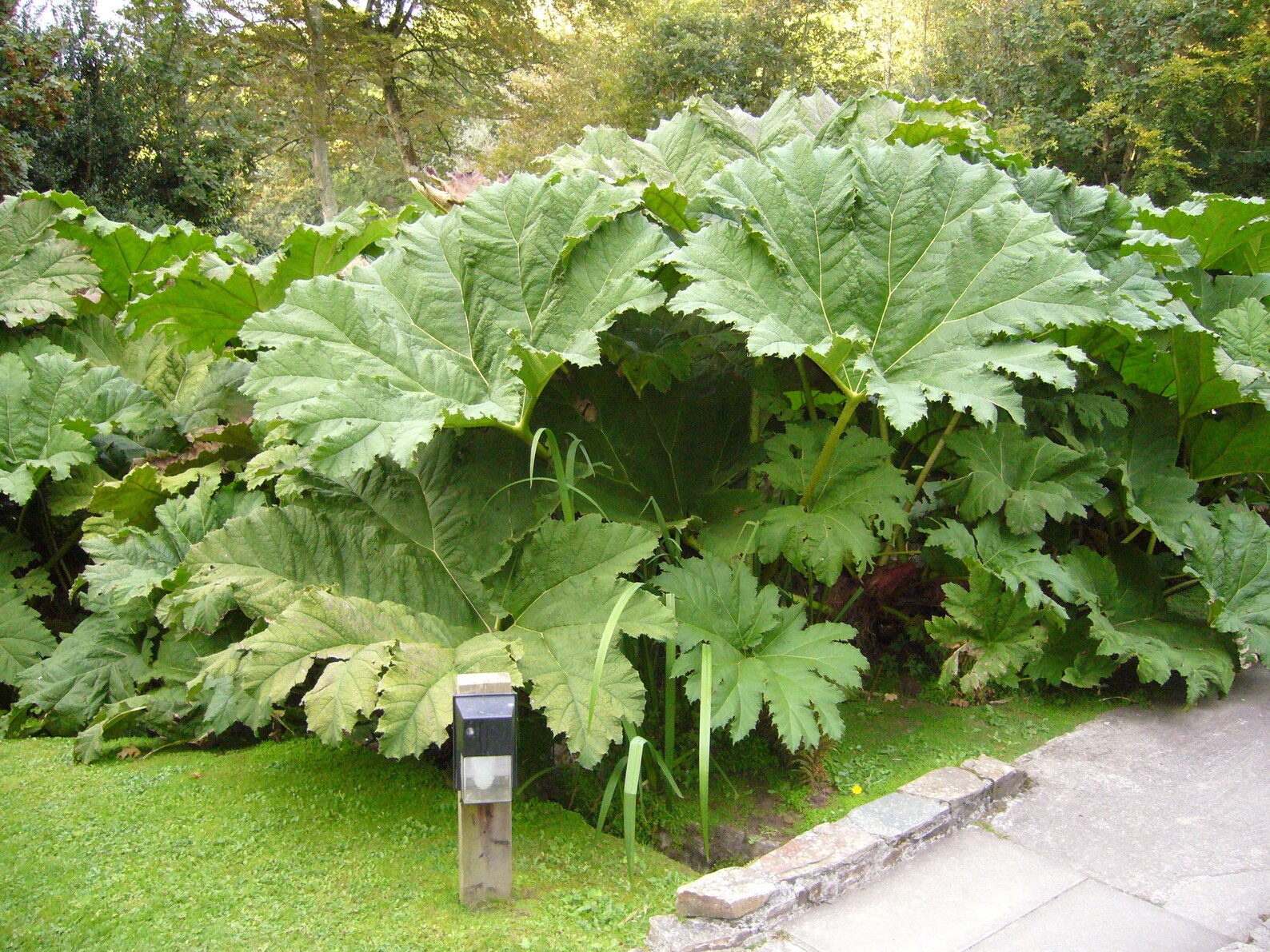 25 GUNNERA MANICATA Seeds for Sale - Etsy UK