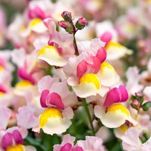 35 Linaria Maroccana Gemischte Samen---Blumensamen--Pflanzensamen--Gartenarbeit--Samen--Geschenk