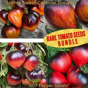 Pode incluir: Um pacote de sementes de tomate raras é exibido, mostrando vários tomates coloridos. A imagem inclui close-ups de tomates "Sophia Sweet Caramel" e "SGT Pepper", com tons vibrantes de vermelho, laranja e roxo. O texto "RARE TOMATO SEEDS BUNDLE" também é visível.