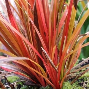 15 Uncinia egmontiana seeds---Red grass seeds--Plant seeds--Gardening--Seeds--Gift