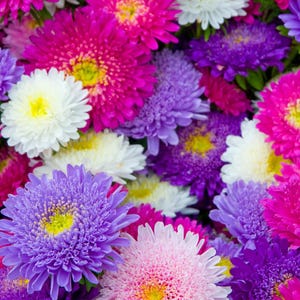 Puede incluir: Un ramo de flores de aster de colores en tonos de rosa, morado, blanco y azul. Las flores están dispuestas en primer plano, mostrando sus delicados pétalos y sus tonos vibrantes.