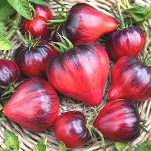 Può includere: Una collezione di pomodori a forma di cuore con una sfumatura di buccia viola scuro e nero che passa al rosso vibrante alla base. I pomodori presentano piccioli verdi e sono disposti a grappolo, mostrando una consistenza liscia e lucida.