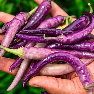 May include: A handful of purple chili peppers with green stems. The peppers vary in shades of purple, from light lavender to deep violet. Some peppers have a slight pinkish hue. The image is a close-up, highlighting the texture and color of the peppers.