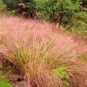 30 Stipa Arundinacea Seeds---Flower seeds--Plant seeds--Gardening--Seeds--Gift